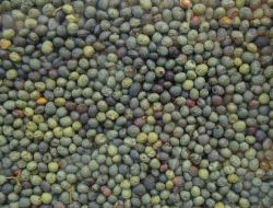 Bıttından Üretilen Menengiç Kahvesi, İhraç Ediliyor