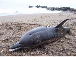 İki Yunus Sahile Vurdu