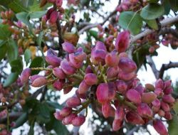Antep Fıstığı Spekülatörlerine Göz Açtırılmayacak