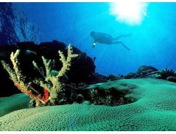 Endonezya'nın Su Altı Dünyası Van'da Sergilenecek