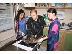 Yaralı Doğan Koruma Altına Alındı