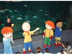 Caillou, Köpek Balıklarıyla Yüzdü