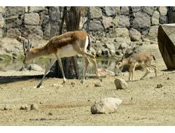 İzmir Doğal Yaşam Parkı'na 25 Yavru Ceylan Katıldı