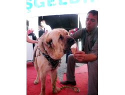 'Anadolu Aslanı' Dondurmayla Serinledi