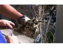 Balık Ağına Sıkışan Baykuşa Rus Ekipler Müdahale Etti