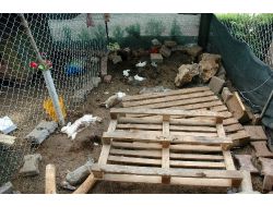 'Tavşanları Köpeklere Parçalattılar' İddiası