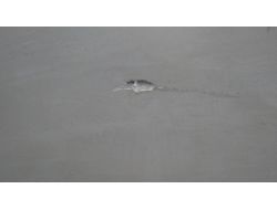 Pompalı Tüfekle Kalabalığın Arasına Daldı