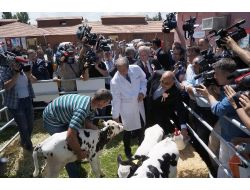 Eker: Süte Verilen Destek Primi 9 Kuruşa Yükseltildi