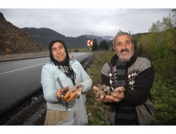 Cumayanı Köylüleri Ekmek Parasını Salyangozdan Çıkarıyor