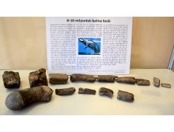 10 Milyon Yıllık Balina Fosili Çomü Yer Bilimleri Müzesi’nde