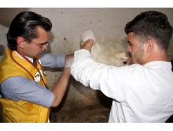 Van'da Hayvanlara İlk Müdahale Ambulansla Yapılacak