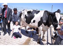 Dünya Süt Günü'nde Öğrenciler Süt Sağdı