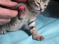 Suriye'de Esed Rejiminin Ağır Yaraladığı Kediyi Muhalifler Tedavi Etti