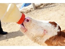 Gözleri Görmeyen Buzağıyı Sahibi Biberonla Besliyor