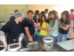Zeytine Dokunmak İçin Pendik'ten Geldiler