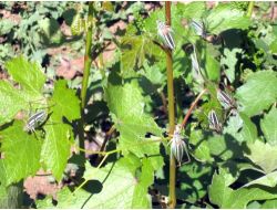 Tarlalarını Çekirge Basan Çiftçiler Şaşkın