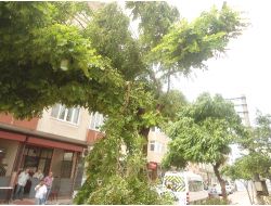 Bursa'da Lodos Etkili Oluyor!..