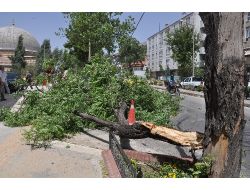 Fırtınanın Kökünden Söktüğü Ağaç Vatandaşların Üzerine Devrildi