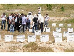 Mardin'de Bal Üreticilerine 418 Polen Tuzaklı Kovan Dağıtıldı