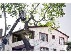 Şiddetli Rüzgar Ağaç Devirdi