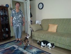 Apartmana 750 Metre Mesafede Kedi Ve Köpek Beslemekten Men Edildi