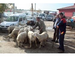 Şap Hastalığı Tehlikesi Geçti, Nevşehir Hayvan Pazarı Yeniden Açıldı