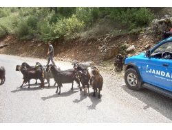 Ağıldan Kaçan Hayvanları Jandarma Buldu