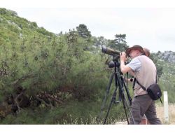 KUŞ GÖZLEMCİLERİ SİLİFKE’DE..