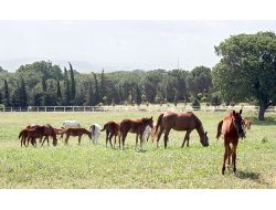 Tigem’den Promosyonlu Tay Satışı