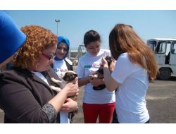 Sürücüye Uyarı: Sokak Hayvanlarını Gör Ve Koru