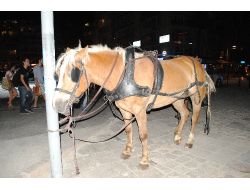 Atları Parlayan Fayton 8 Otomobile Çarpıp Parçalandı