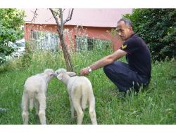 İtfaiyecilere Kuzu Terapisi!