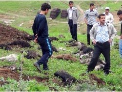 Muş'ta 30 Küçükbaş Hayvan Telef Oldu