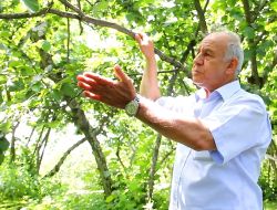 Fındığı Yükseklerde Dolu, Alçaklarda Fırtına Vurdu