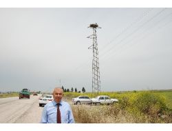 Üzerine Leyleklerin Yuva Yaptığı Direğin Taşınması, Göç Sonrasına Bırakıldı