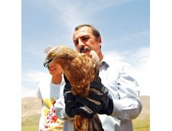 Van'da Tedavi Edilen Yaralı Şahin, Vurulduğu Yerde Doğaya Salındı