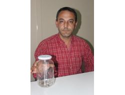 Evinde 15 Santimlik Dev Örümcek Buldu