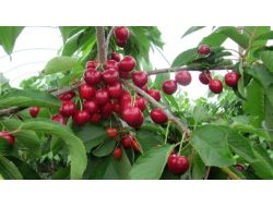 Keles'te Kirazlar Oldu Ama Toplayacak Adam Yok