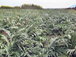 Ceyhan'da Bayrampaşa Enginarının Hasadı Başladı