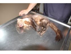 Yaralı Sansar, Tedavisi İçin Bursa'ya Gönderilecek