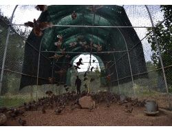 Kahramanmaraş'ta Üretilen Keklikler Türkiye Genelinde Doğaya Salınıyor