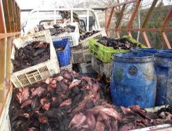 Gaziantep'te 3 Bin 380 Kilogram Deri Kazıntısı Ve Hayvan Kulağı Ele Geçirildi!!