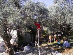 Hatay Mkü, Altınözü Zeytinini Marka Yapma Yolunda Çalışmalarını Sürdürüyor