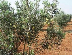 900 Dönümlük Zeytin Bahçesi Kurdu Yağ Fabrikasının Temelini Atacak