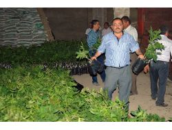 Elbistan'da 8 Bin Ceviz Fidanı Dağıtılacak