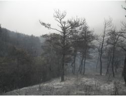 Manisa'daki Yangın Kontrol Altında!