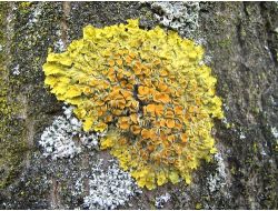 Pamukkale'ye Özgü 29 Bitki Türü Tespit Edildi