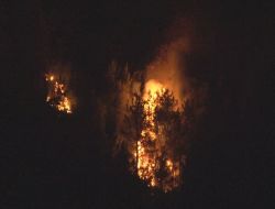SAKARYA'DA ORMAN YANGINI