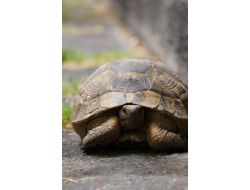 Kaplumbağanın Meclis Gezisi (Özel)