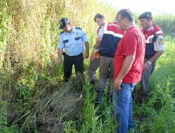 Gazipaşa'da Hint Keneviri Operasyonu